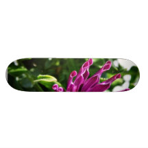 An African Daisy In My Patio Garden Skate Decks