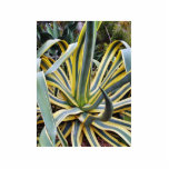An Agave Cactus Not Blue Agave Though Acrylic Cut Out