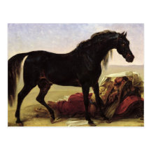 An Arabian Horse Post Cards