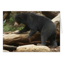 An Asian Bear Cards
