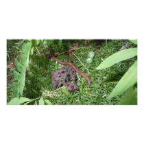 An Earthworm Photo Card Template
