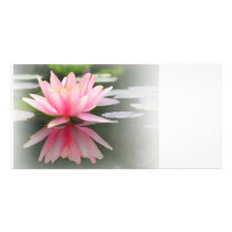 An Enchanting Water Lily in a Pond