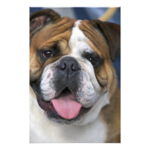 An english bulldog in Belgium. Photo