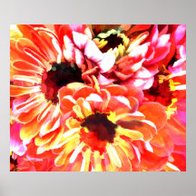 An Explosion of Mixed Zinnias Print