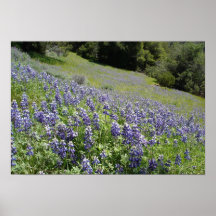 An image of a blue lupin covered hillside poster