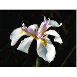An Orchid With White Petals Cut Outs