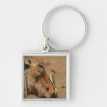 An Oxpecker on a warthogs snout, Isimangaliso, Key Chain