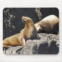 Anacapa Island, Sea Lions Mouse Pad