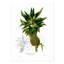Ananas (comosus d'ananas) cartes postales