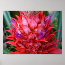 Ananas comosus poster