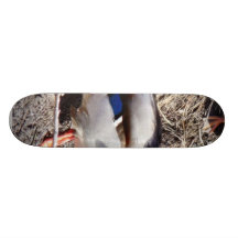 Anas Platyrhynchos Sunbathing Mallard Custom Skate Board