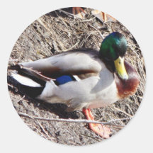 Anas Platyrhynchos Sunbathing Mallard Round Sticker