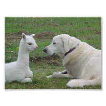 Anatolian Shepherd and Alpaca Cria Photo Print