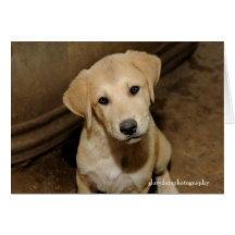 Anatolian Shepherd Puppy Greeting Cards