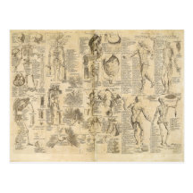 Anatomical Chart from Cyclopaedia 1728 Postcard