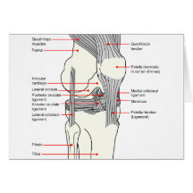 Anatomical Diagram of a Human Right Knee Joint Cards