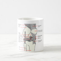 Anatomical Diagram of a Human Right Knee Joint Coffee Mug