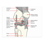Anatomical Diagram of a Human Right Knee Joint Postcard