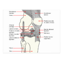 Anatomical Diagram of a Human Right Knee Joint Postcard