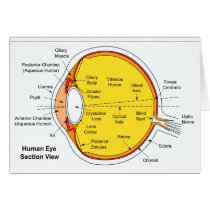 Anatomical Diagram of the Human Eye Ball