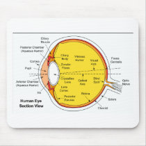 Anatomical Diagram of the Human Eye Ball