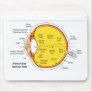 Anatomical Diagram of the Human Eye Ball