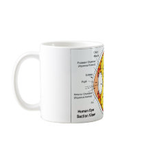 Anatomical Diagram of the Human Eye Ball Mugs
