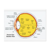 Anatomical Diagram of the Human Eye Ball