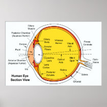 Anatomical Diagram of the Human Eye Ball