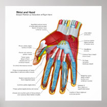 Anatomical Diagram of the Human Hand and Wrist Print