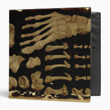 Anatomical drawing of the bones of the foot 3 ring binders