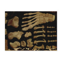 Anatomical drawing of the bones of the foot postcards