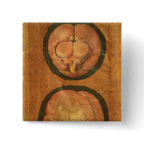 Anatomical drawing of the human brain buttons