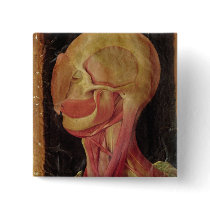 Anatomical drawing of the human head button