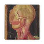 Anatomical drawing of the human head fridge magnet