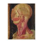 Anatomical drawing of the human head postcard