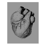 Anatomically Correct Heart Post Card