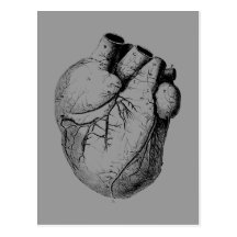 Anatomically Correct Heart Post Card