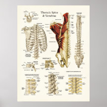 Anatomie de l'épine et des vertèbres thoraciques affiche