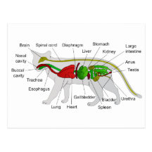 Anatomie générale d'un Felis Silvestris Catus de c Carte Postale