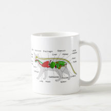 Anatomie générale d'un Felis Silvestris Catus de c Mugs
