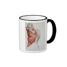Anatomie humaine ; Muscles du torse et de l'épaule Tasse À Café