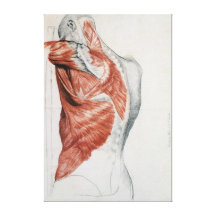 Anatomie humaine ; Muscles du torse et de l'épaule Toiles Tendues Sur Châssis