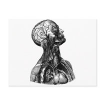 Anatomy Bust Postcard