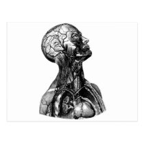 Anatomy Bust postcards