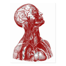 Anatomy Bust Red Post Cards