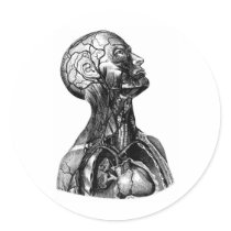 Anatomy Bust Stickers