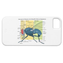 Anatomy of a Housefly Diagram Musca Domestica iPhone 5 Cover
