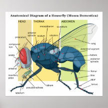 Anatomy of a Housefly Diagram Musca Domestica Posters