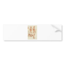 Anatomy of a Male Nude Bumper Sticker